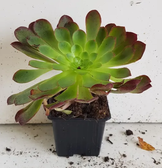 Succulente 'Surreal sienna' (Semponium) — rosette charnue vert vif aux bords rougeâtres · Godet