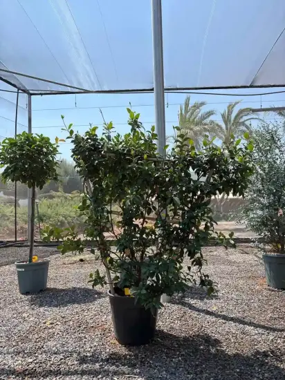 Jasmin étoilé (Trachelospermum jasminoides) — grand plant grimpant en pot sous ombrière · Pot 20L