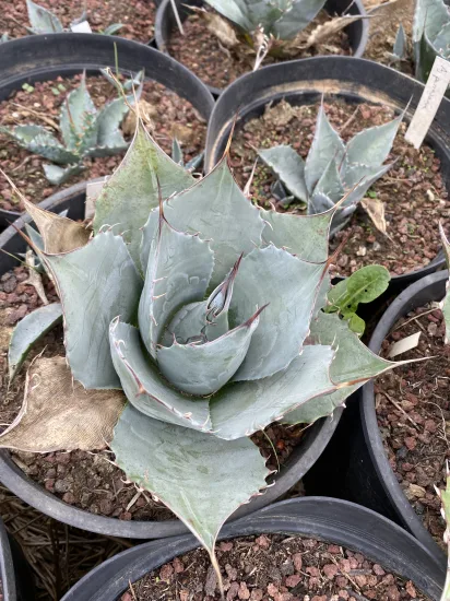 Agave  parrasana — Pot 5L