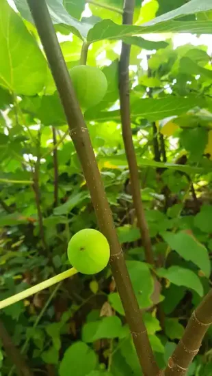 Figuier 'Lusignan' (Ficus carica) — photo 2