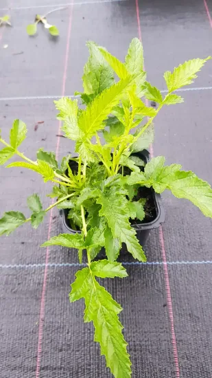 Ronce à fruits jaunes (Rubus xanthocarpus) — jeune plant vert en pot de pépinière · Godet