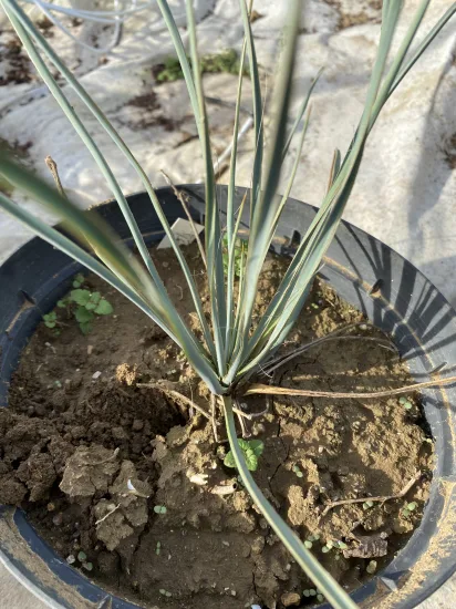 Yucca arbre à savon — Pot 5L