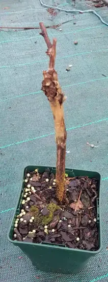 Vigne 'De table chasselas rose' (Vitis vinifera) — jeune tige ligneuse dans pot carré de culture · Pot 1.5L