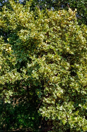 Troène de Californie 'variegata'