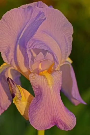 Iris d'allemagne 'Ask alma rose'