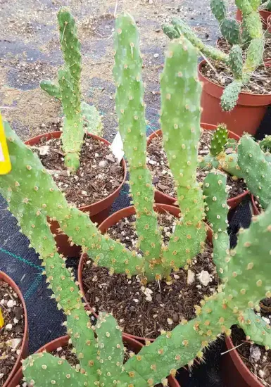 Oponce fragile (Opuntia fragilis) — Pot 1.5L
