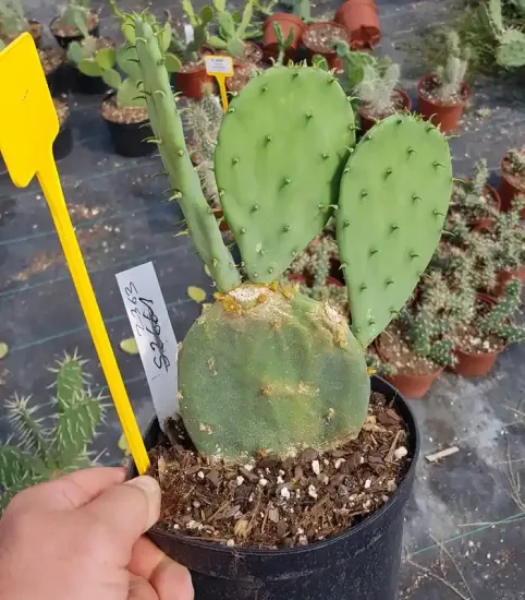 Cactée (Opuntia bentonii) — cactus vert en pot de culture, gros plan · Pot 2.5L