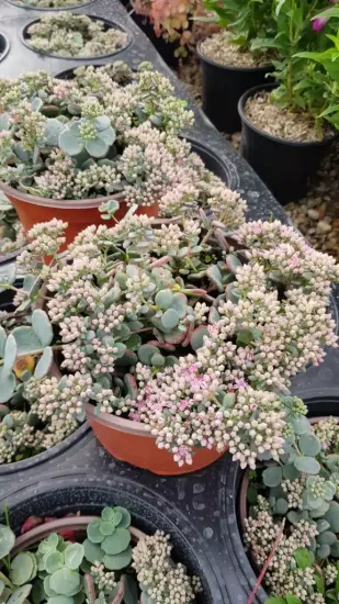 Sédum de siebold 'Bright pink' (Sedum sieboldii)