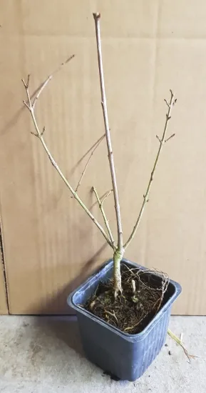 Grenadier à fruit 'Teheran' (Punica granatum) — jeune plant nu en pot plastique · Godet