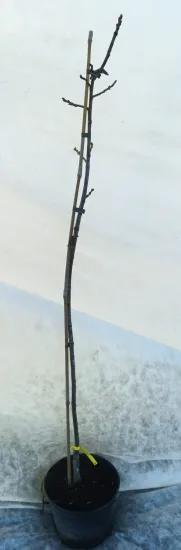 Châtaignier marrone di marradi 'Marrone di marradi' (Castanea savita) — jeune arbuste greffé sans feuilles sur tuteur · Pot 8L Baliveau