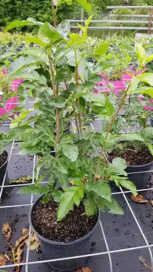 Fruitier 'Burka' (Sorbus fallax) — jeune arbuste vert en pot sur table de culture · Pot 3L