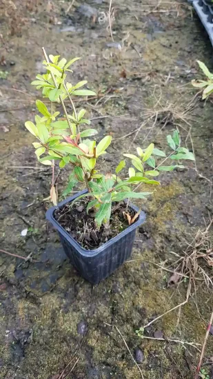 Grenadier à fleurs 'Parfianka' (Punica granatum) — jeune plant en pot plastique sur sol nu · Godet