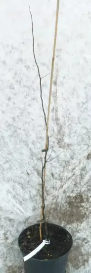 Cognassier d'angers 'Angers' (Cydonia oblonga) — jeune arbre dénudé tuteuré en pot noir · Pot 8L Baliveau