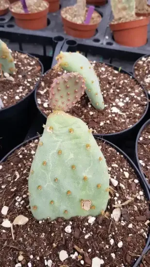 Cactée 'Golden carpet' (Opuntia basilaris) — raquette de cactus jeune dans substrat drainant · Pot 2.5L