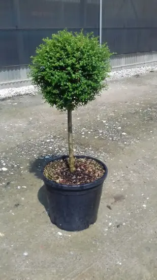Troène du japon (Ligustrum jonandrum) — arbuste formé en boule sur tige fine · Pot 18L Tige
