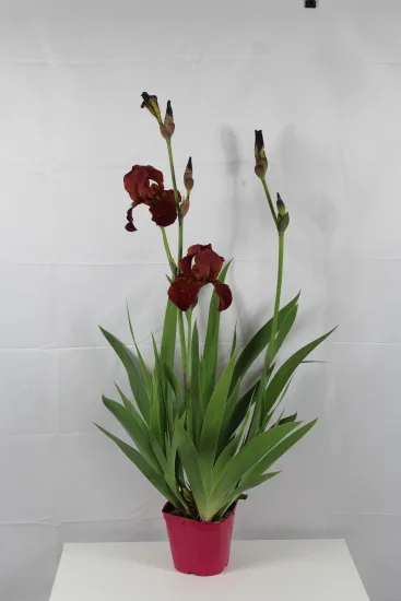 Iris d'allemagne 'Vitafire lie de vin' (Iris germanica) — touffe d’iris à grandes tiges florales · Pot 25L