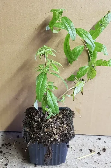 Verveine citronnelle (Aloysia citriodora) — jeune plant vert en petit pot plastique · Godet