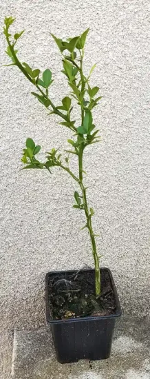 Poncirus kryder 'Kryder' (Poncirus trifoliata) — jeune plant élancé en pot plastique · Godet