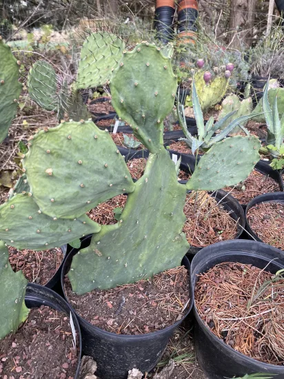 Opuntia  semi-inermis — Pot 5L