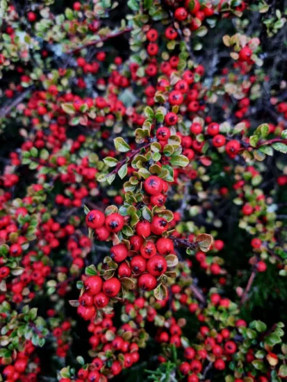Cotoneaster de Dammer 'Royal Carpet'