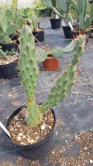 Figue de barbarie des plaines 'Pisciformis' (Opuntia rhodantha)