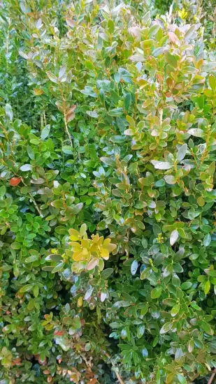 Buis à bordures 'Château' (Buxus sempervirens) — photo 2