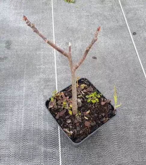 Figuier 'Afghanistanica' (Ficus johannis) — Pot 1.5L