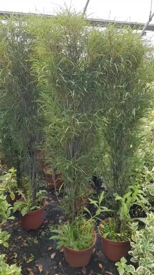 Bourdaine 'Ron williams' (Rhamnus frangula) — arbustes élancés au feuillage fin en pépinière · Pot 8L Baliveau