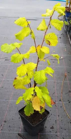 Noisetier 'Merveille bollwiller' (Corylus avellana) — jeune arbuste au feuillage jaune vert tacheté · Pot 2.5L