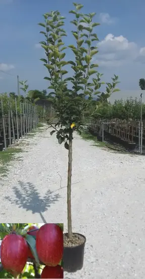 Pommier gala — jeune arbre fruitier tige droite en pépinière · Pot 18L