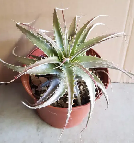 Orchidée (Deuterocohnia longipetala) — rosette épineuse vert pâle dans pot plastique brun · Pot 1.5L