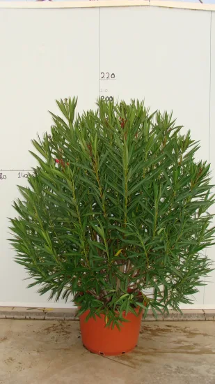 Laurier rose 'Tito Poggi' — Pot 80L