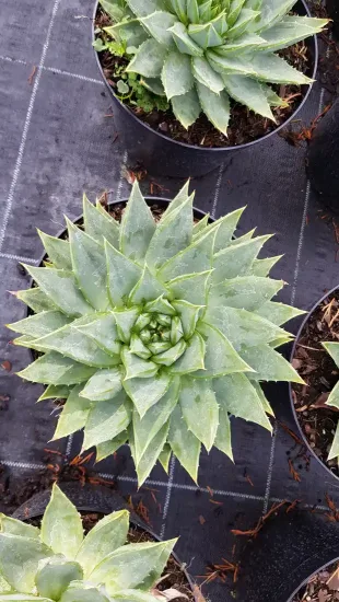 Aloès spirale du lesotho (Aloe polyphylla) — rosette spiralée de feuilles charnues en pot · Pot 6L