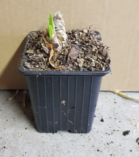 Lis de guernesey 'Alba' (Nerine bowdenii) — jeune pousse verte dans pot plastique noir · Godet