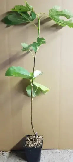 Figuier 'Precoce de dalmatie' (Ficus carica) — jeune arbuste élancé en pot de culture · Pot 1.5L