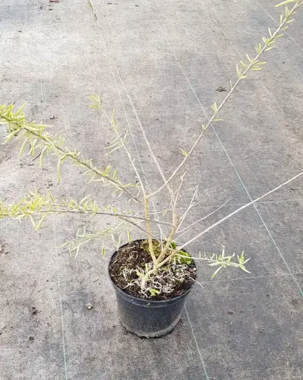 Verveine menthe d'argentine (Aloysia polystachya) — jeune plant clairsemé en pot de pépinière · Pot 2.5L