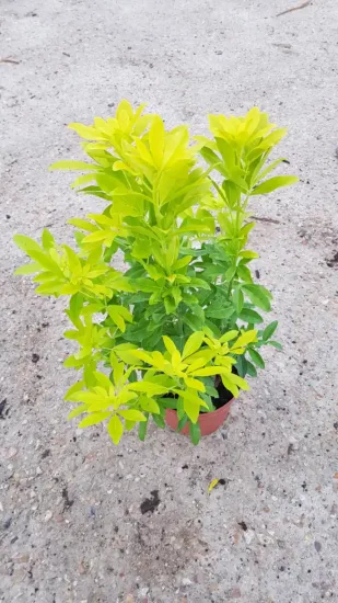 Choisya 'Sundance' (Choisya ternata) — jeune arbuste au feuillage jaune vif en pot · Pot 3L