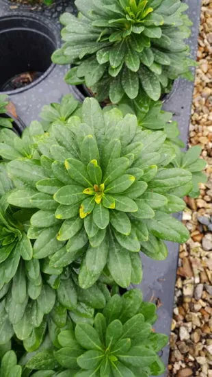 Euphorbe 'Robbiae' (Euphorbia) — rosette dense de feuilles vertes en plateau · Pot 3L