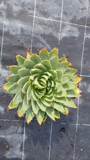 Aloès spirale du lesotho (Aloe polyphylla) — rosette spiralée de feuilles charnues vertes bord jaunissant · Pot 2.5L