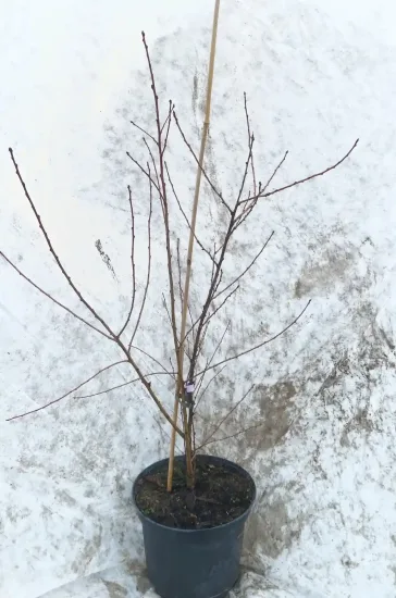 Pêcher pourpre 'Rubira' (Prunus persica) — jeune arbuste sans feuilles en pot noir · Pot 8L Touffe