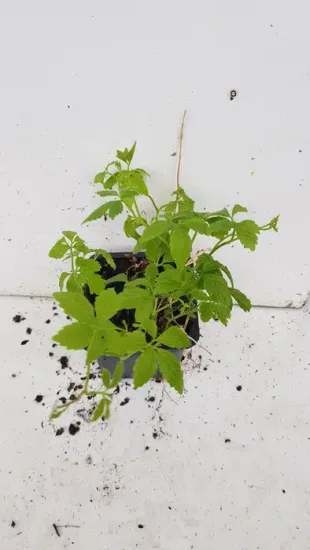 Herbe de l'immortalité (Gynostemma pentaphyllum) — jeune plant vert dans petit conteneur plastique · Godet