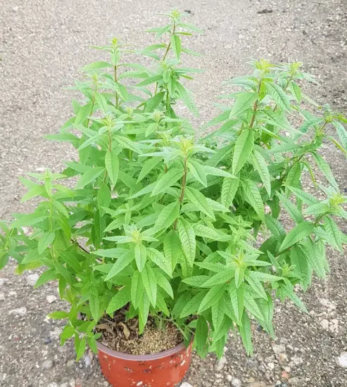 Verveine citronnelle (Aloysia citriodora) — arbuste feuillu vert en pot sur graviers · Pot 2.5L