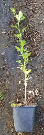 Oranger trifolié (Poncirus) — jeune plant vertical en pot de culture · Godet