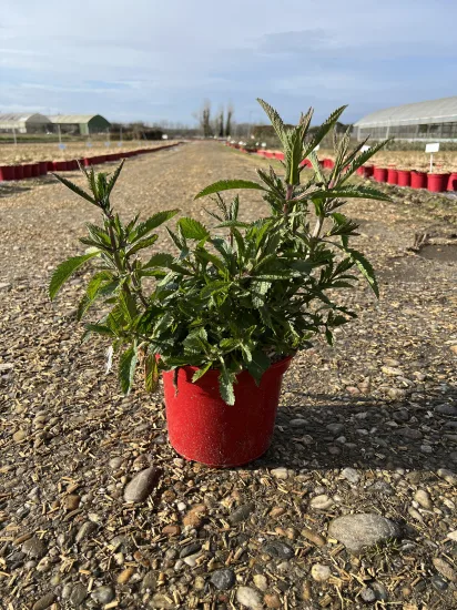 Verveine de Buenos-Aires — Pot 4L