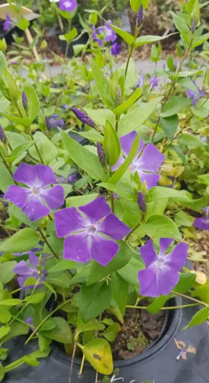 Grande pervenche (Vinca major) — fleurs violettes et feuillage vert en gros plan · Pot 3L