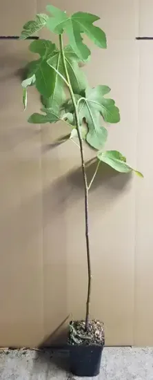 Figuier 'Castle kennedy' (Ficus carica) — Pot 1.5L