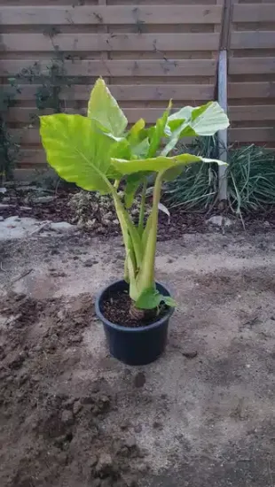 Oreille d’Éléphant (Alocasia macrorrhizos) — jeune plante tropicale au feuillage large en pot · Pot 25L