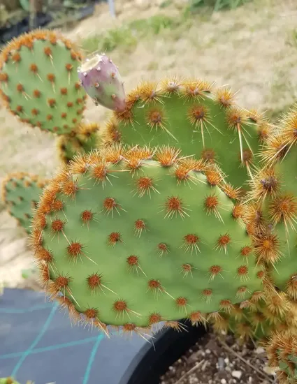 Figuier de barbarie (Opuntia)