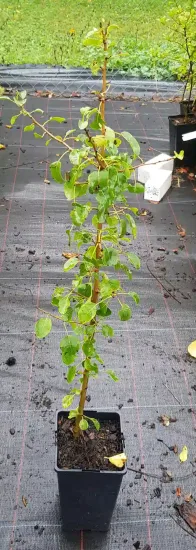 Poirier commun 'Kirchensaller' (Pyrus communis) — jeune plant tuteuré sur sol de pépinière · Pot 2L