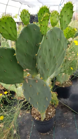 Figuier de barbarie 'Storytelling 3' (Opuntia engelmannii) — Pot 2.5L